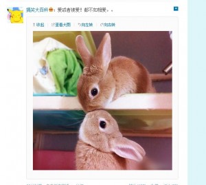 Photo of large bunny in Weibo