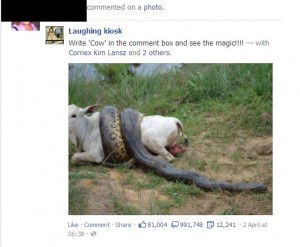 Photo of cow and snake. 